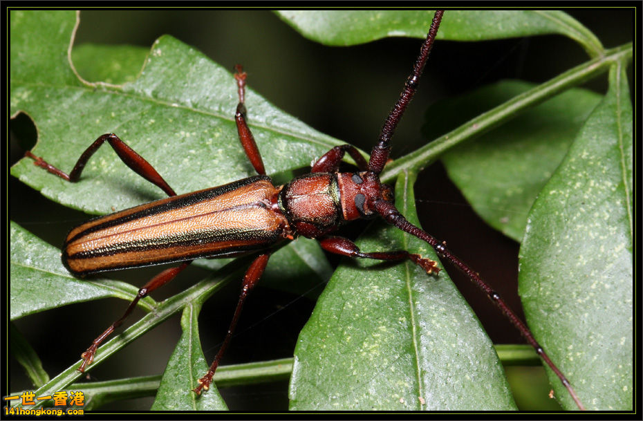 合歡雙條天牛.jpg
