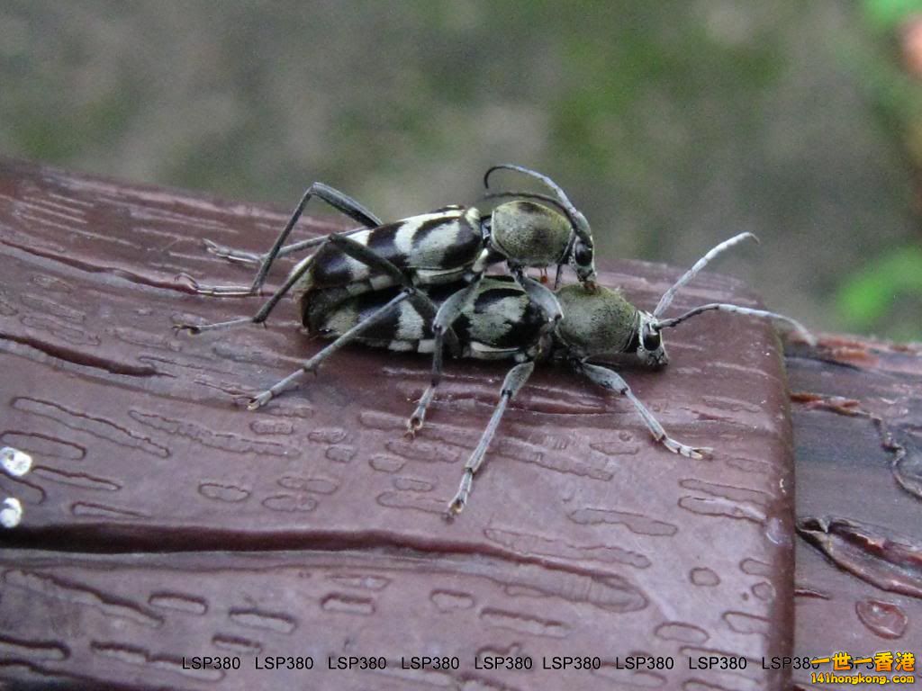 半環綠虎天牛2.jpg