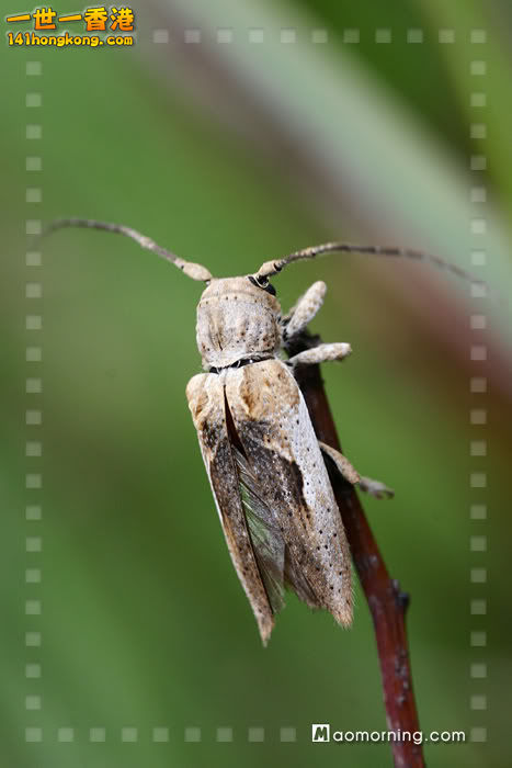 灰色矢尾天牛.jpg