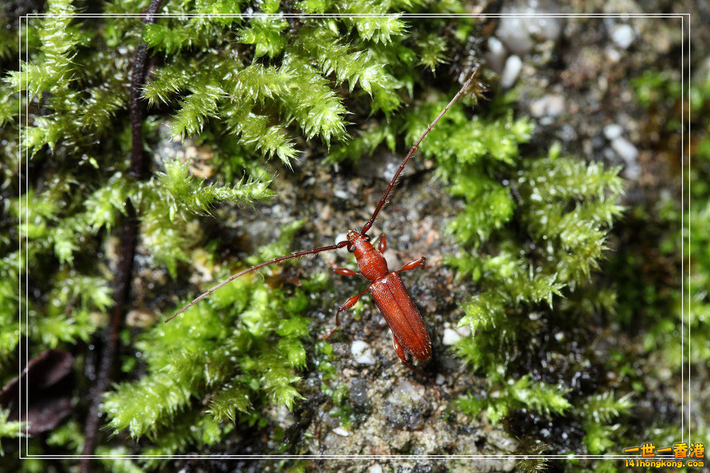 東亞纓天牛.jpg
