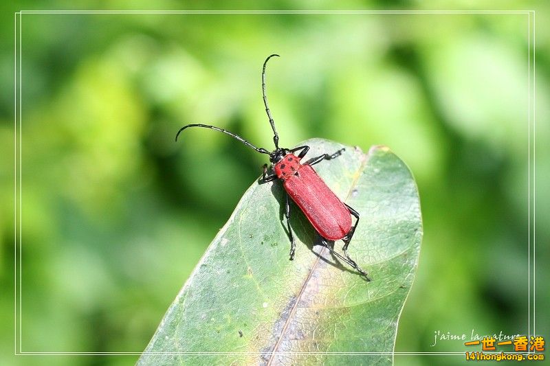 紅天牛屬.jpg
