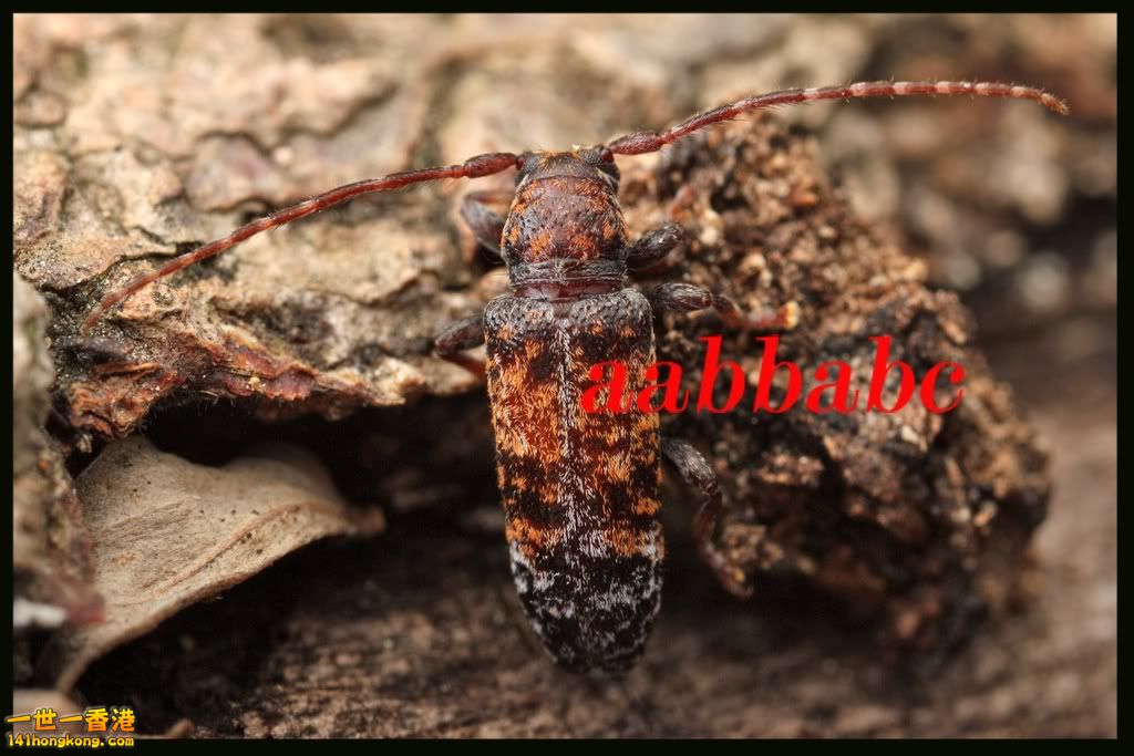 斜頂天牛.jpg