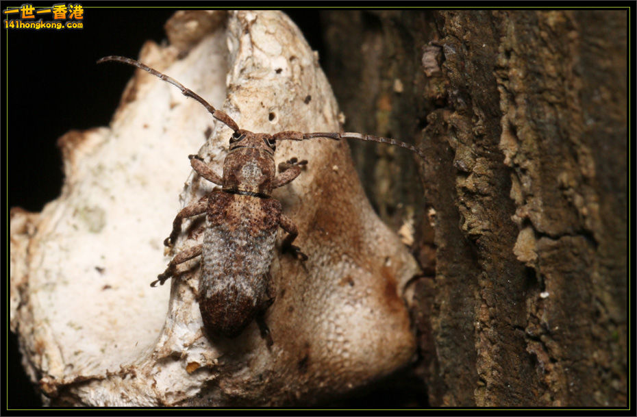 斑角坡天牛.jpg