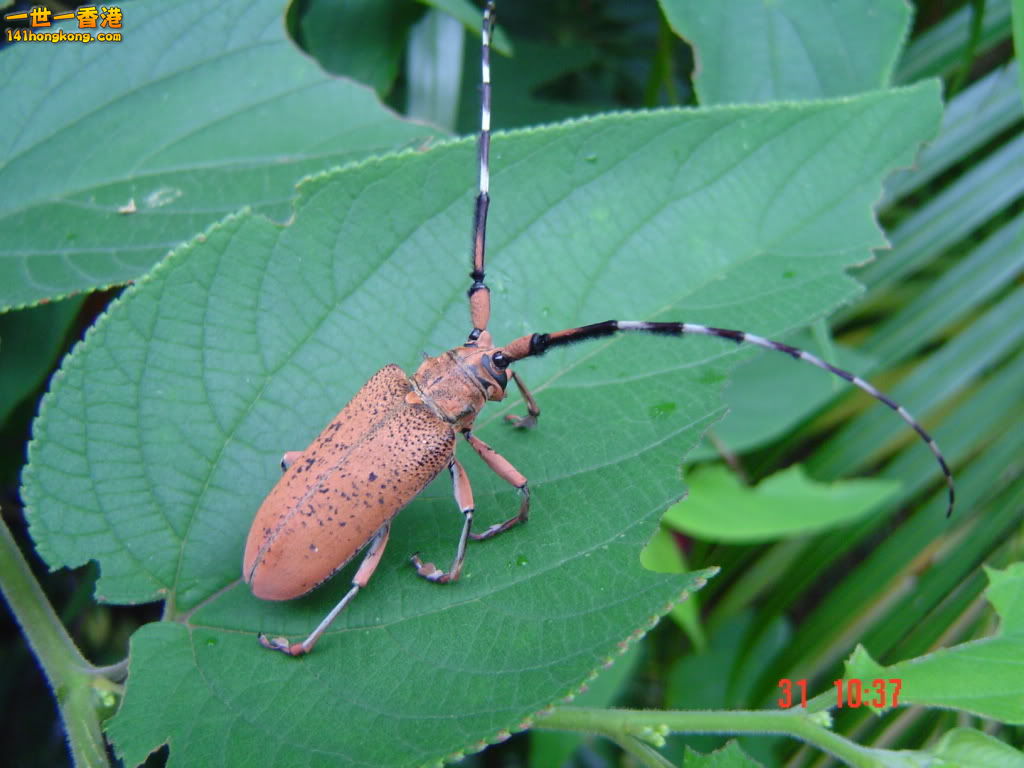 樟密纓天牛.jpg