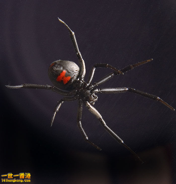 黑寡婦蜘蛛.jpg