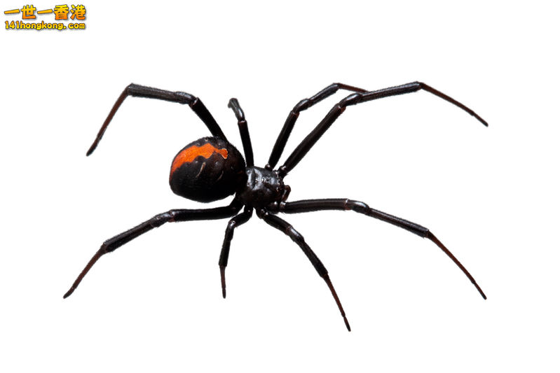 黑寡婦蜘蛛1.jpg