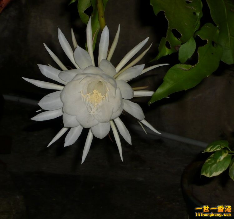 flower1.JPG