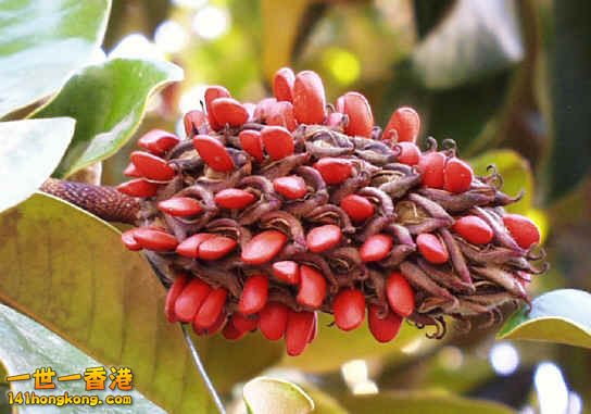 Magnolia_grandiflora_Fruit_SHQ4.jpg