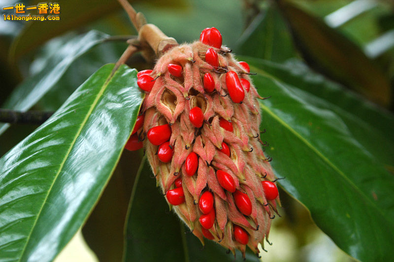Magnoliaceae, Magnolia grandiflora fruit with seeds, 8 October 2006.jpg