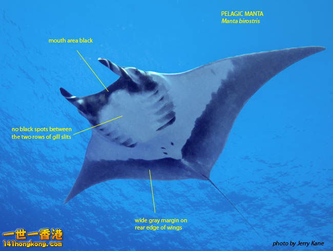 Manta_birostris_Kane_underside_650.jpg