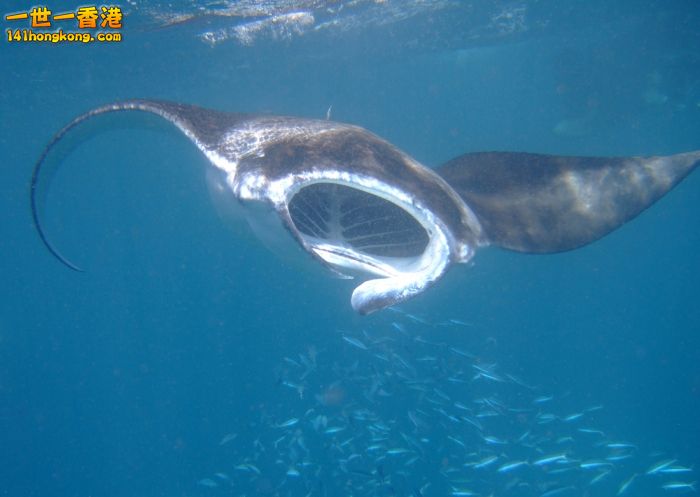 manta-ray_2_3132012.jpg