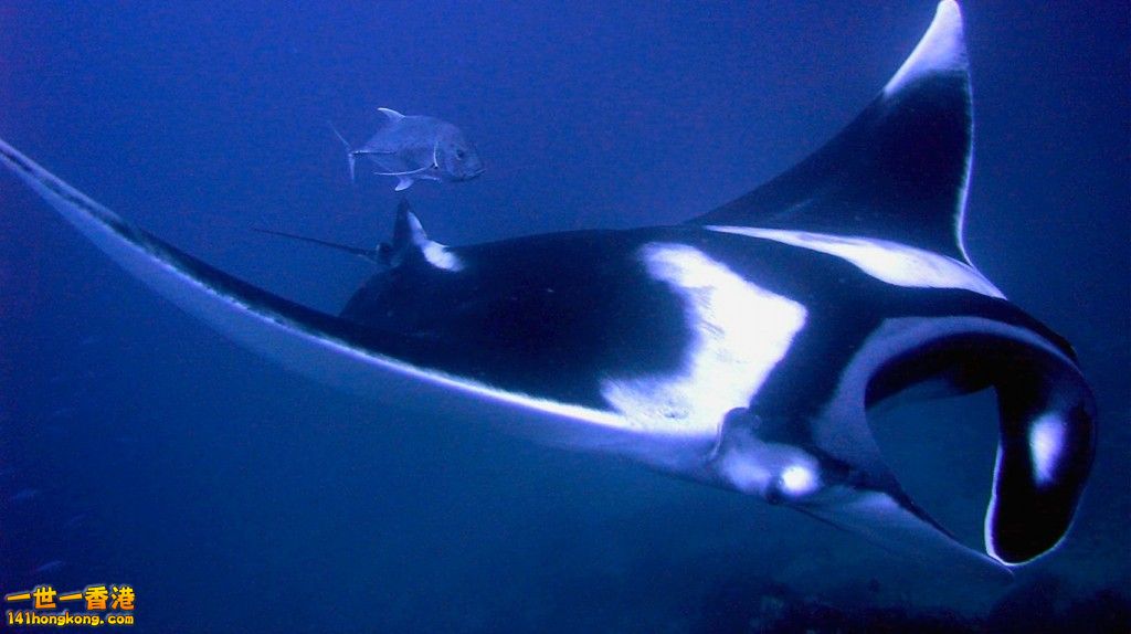 Manta Ray.jpg