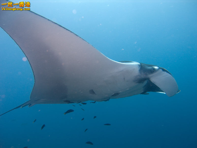 Manta_birostris-Thailand.jpg