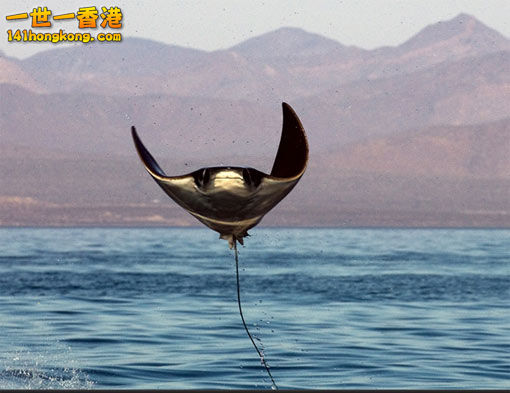 manta-ray-leaping-out.jpg