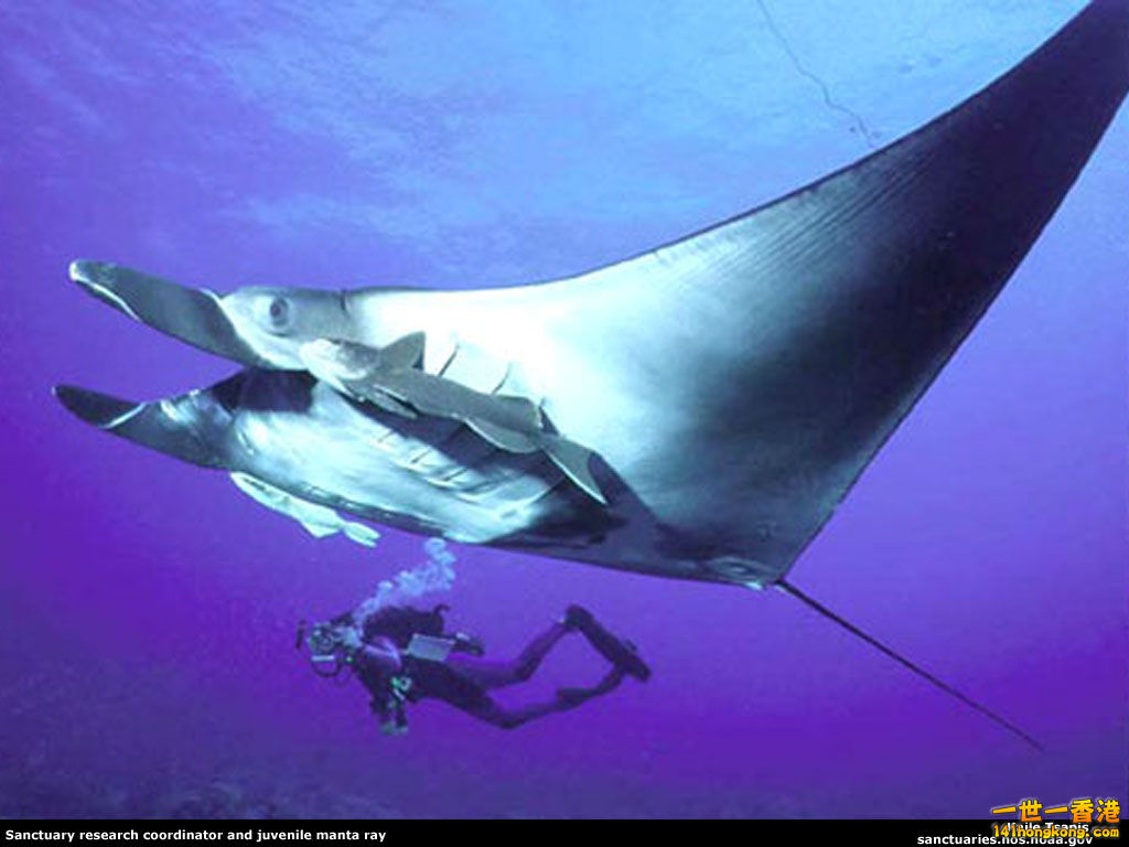 mantaray_1024.jpg