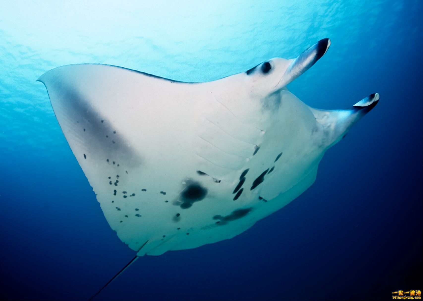 Manta-ray_Fabrice-Jaine.jpg
