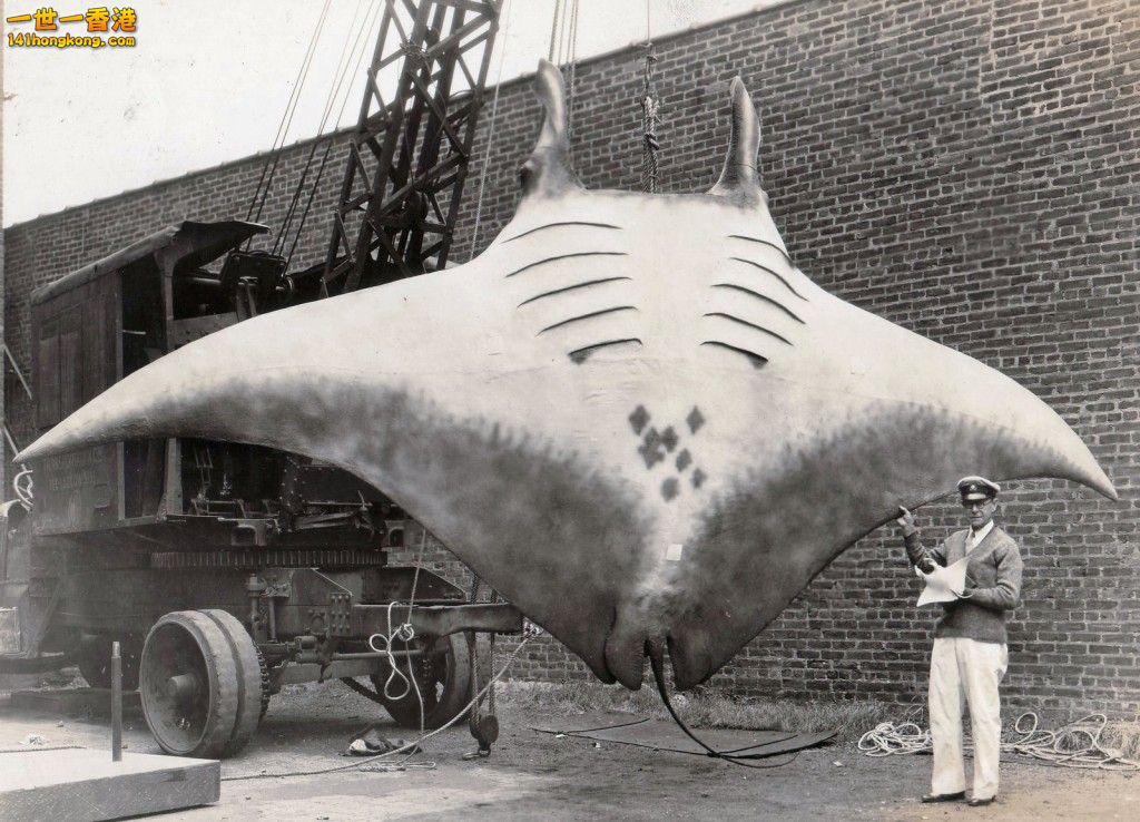 historical-photos-pt10-great-manta-captured-capt-a-l-kahn-1933.jpg