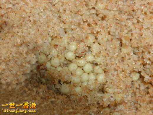 沙粒中的鱟卵(第二窩).jpg