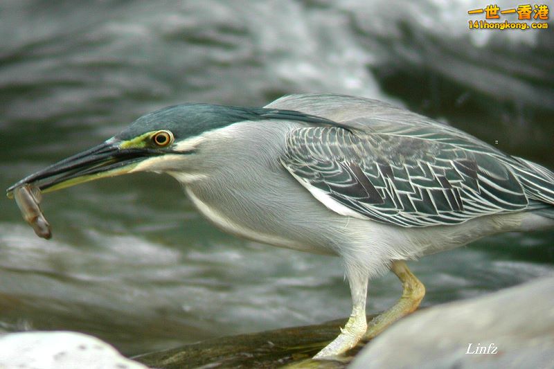 綠蓑鷺.jpg
