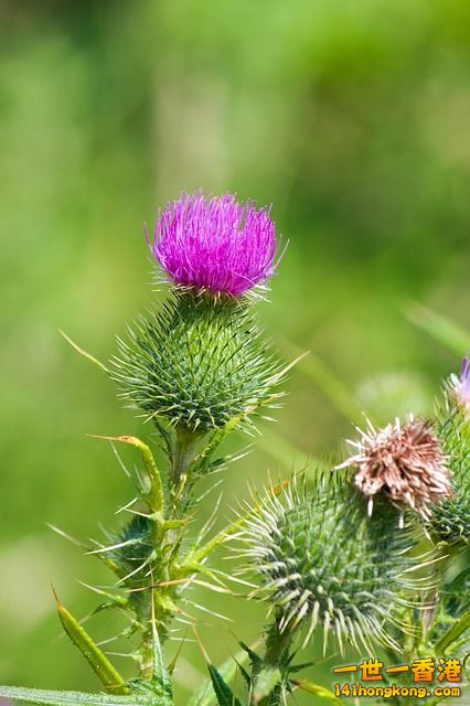 thistle-77893_640.jpg