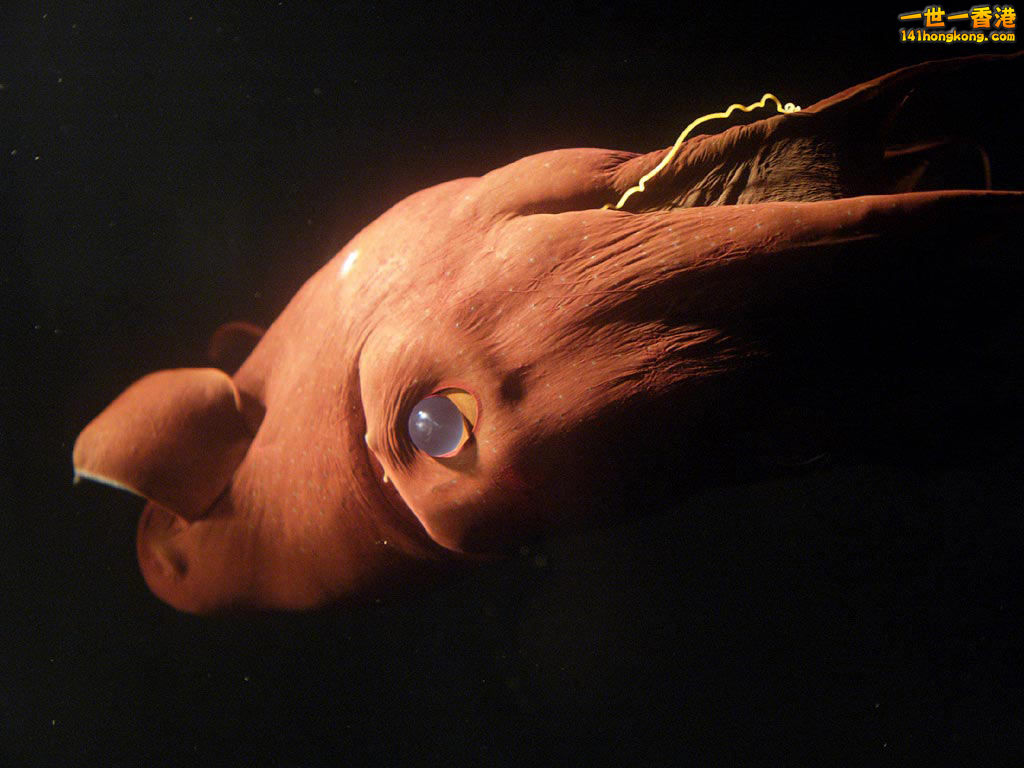 Vampire Squid0.1.jpg