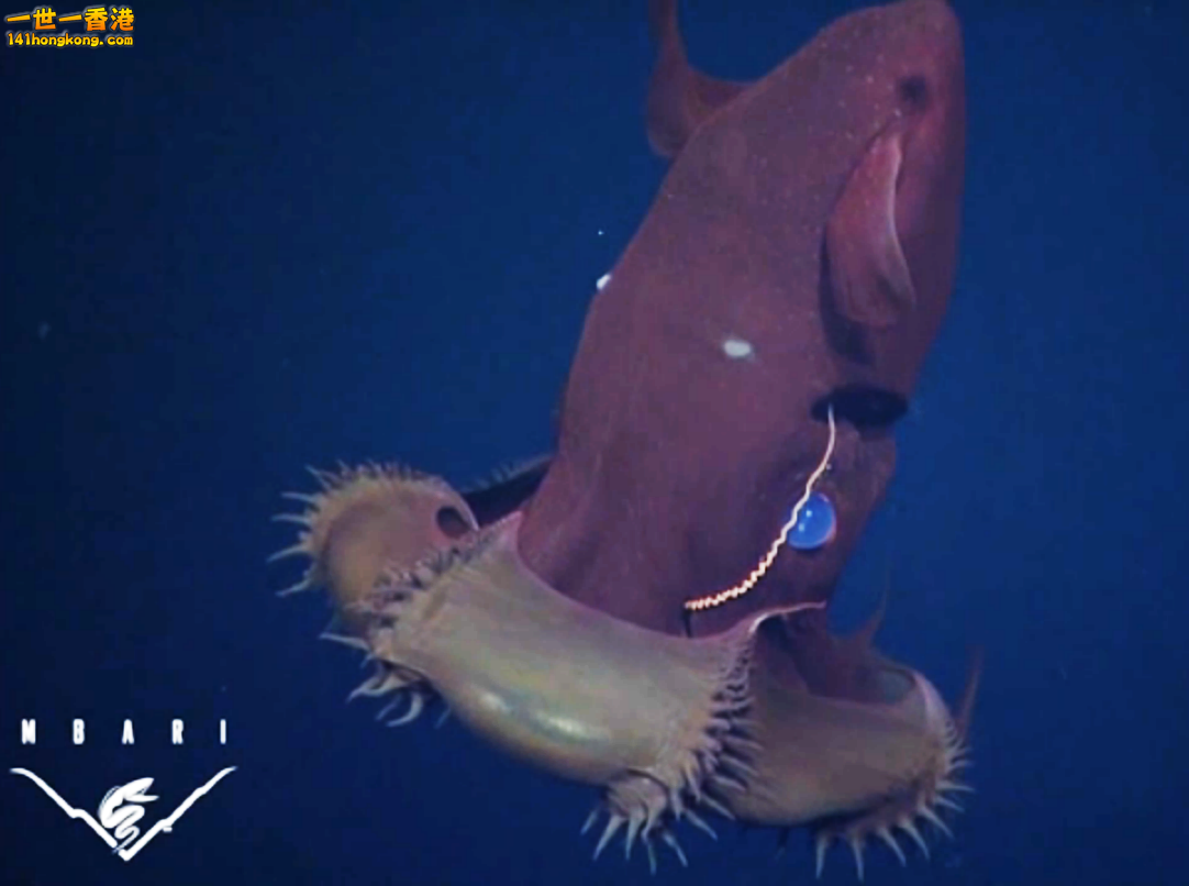 Vampire Squid0.3.png