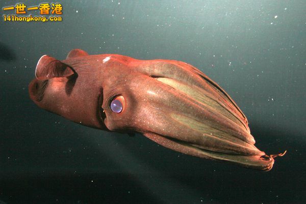 Vampire Squid4.jpg