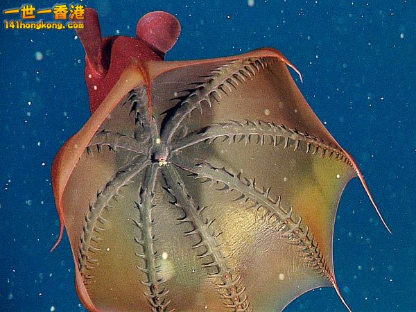 vampire-squid-found-to-eat-marine-snow-inside_59705_600x450.jpg