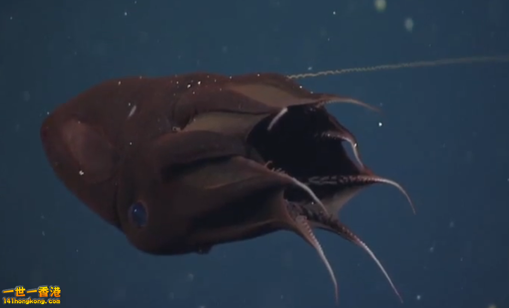 Vampire Squid10.png