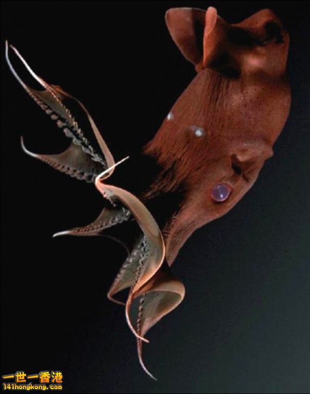 vampyroteuthisinfernalis-jpg_zps0c4256df.jpg