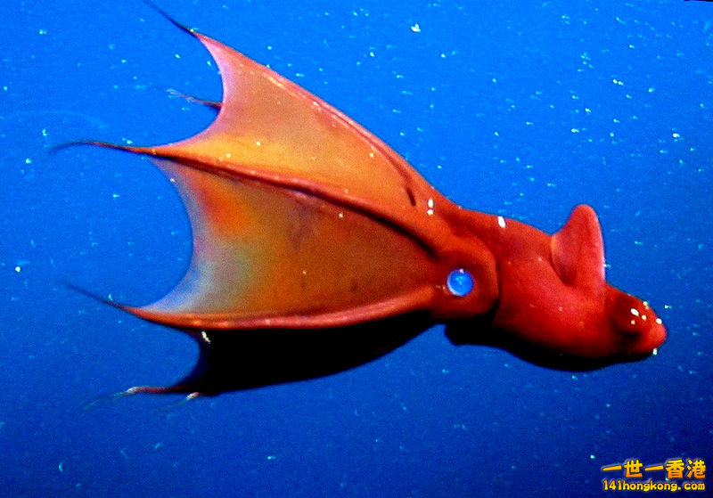 vampire-squid-scariest-sea-creatures.jpg