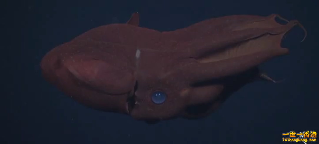 Vampyroteuthis infernalis.png