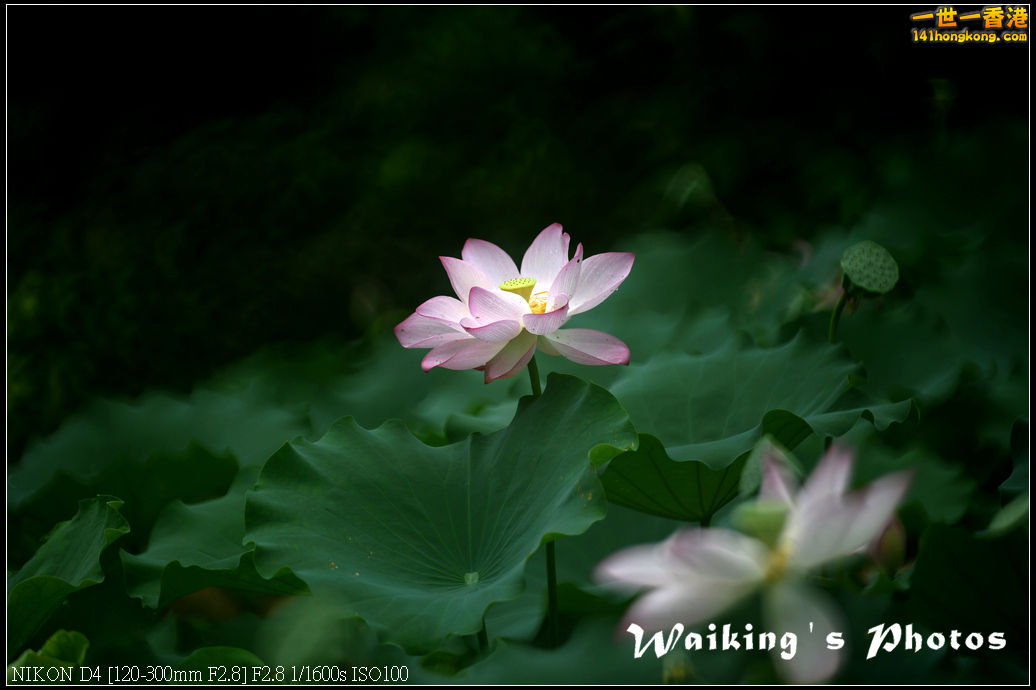 DSC_9725.jpg