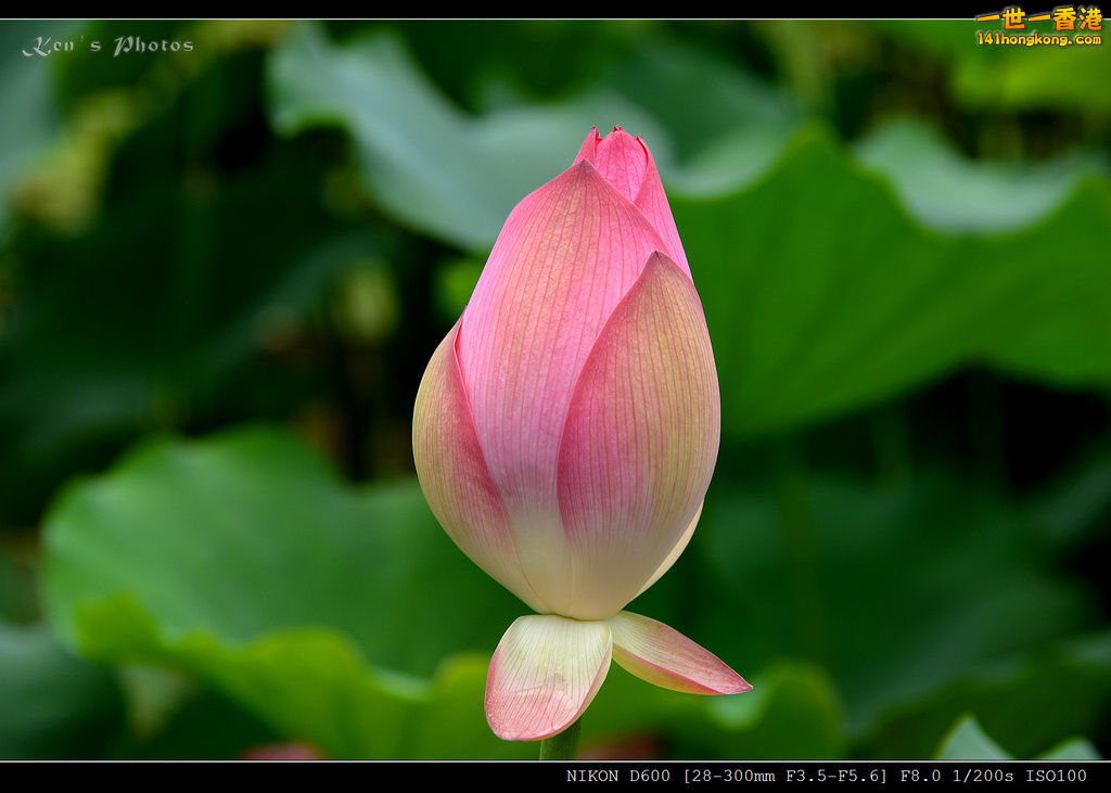 DSC_9555.jpg
