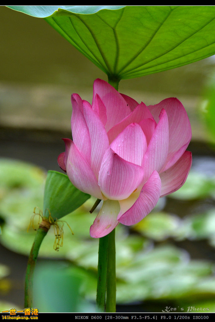 DSC_9557.jpg
