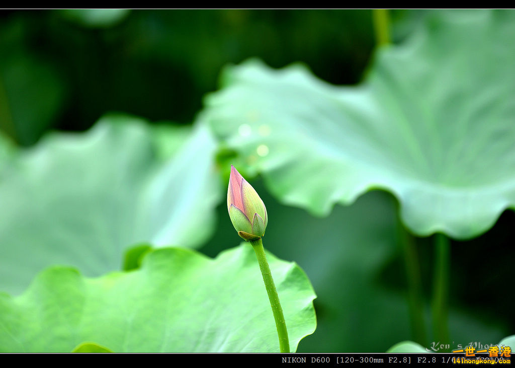 DSC_9586.jpg