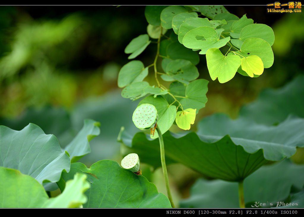 DSC_9589.jpg
