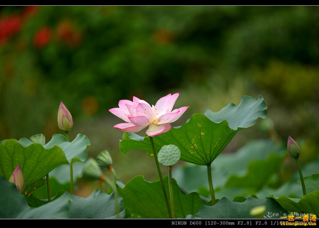 DSC_9590.jpg