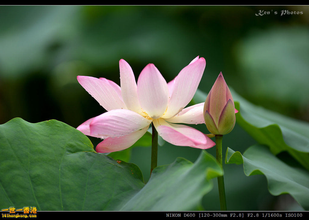DSC_9591.jpg