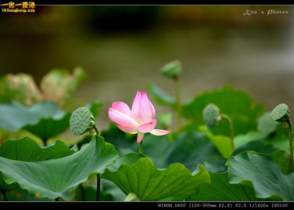 DSC_9594.jpg