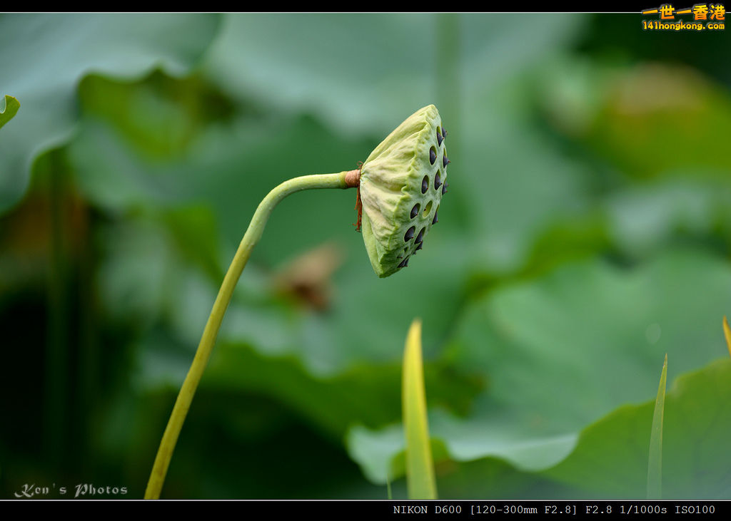 DSC_9599.jpg