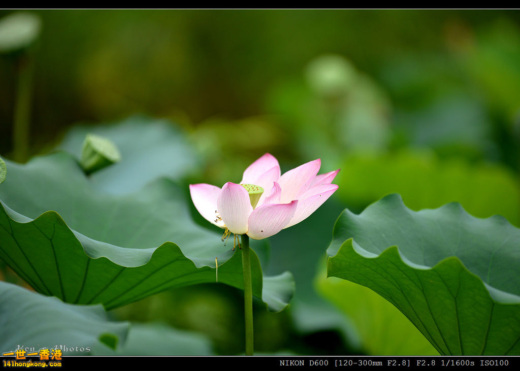 DSC_9600.jpg