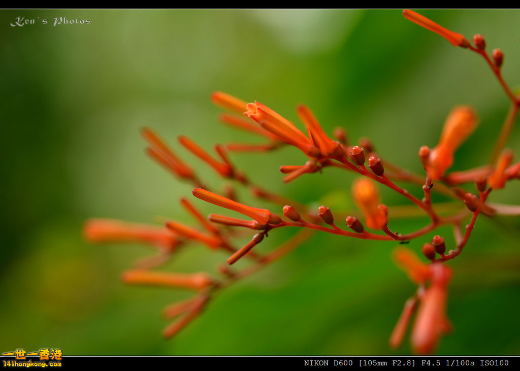 DSC_9650.jpg