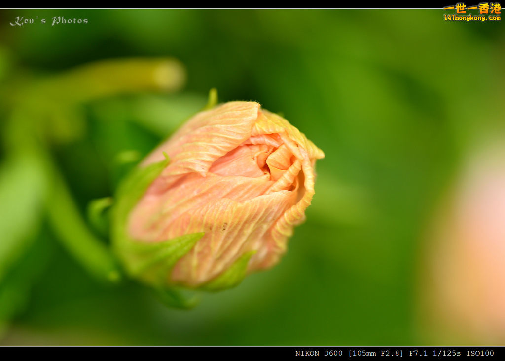 DSC_9654.jpg