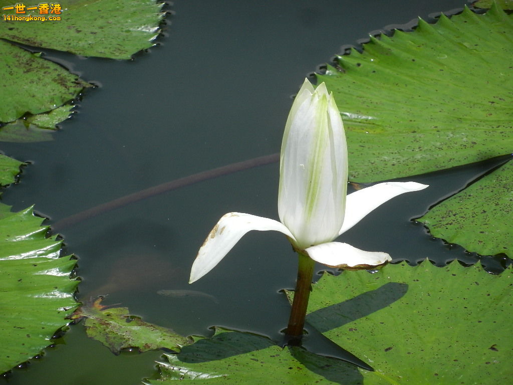 DSCN9810.JPG