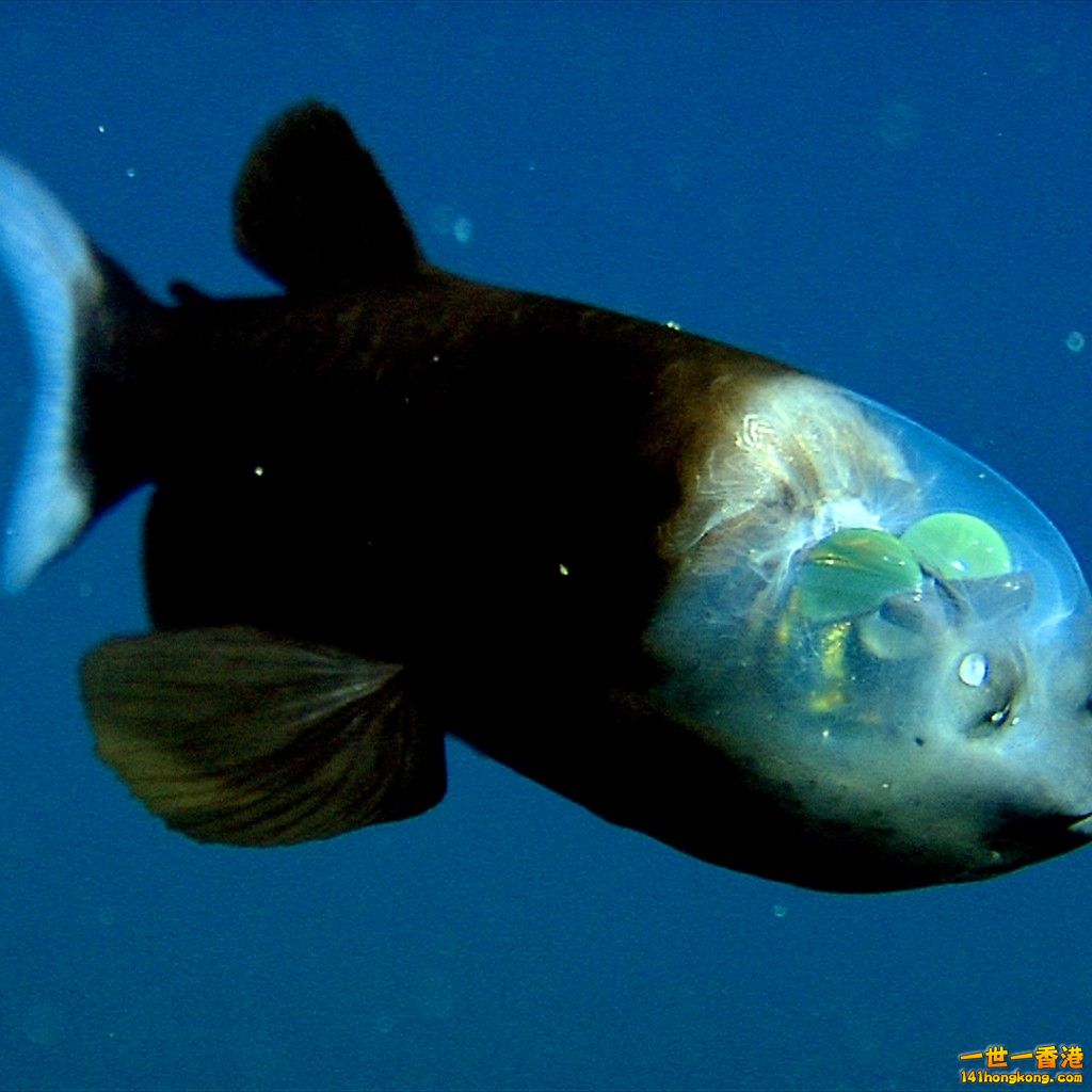 transparent-head-fish.jpg