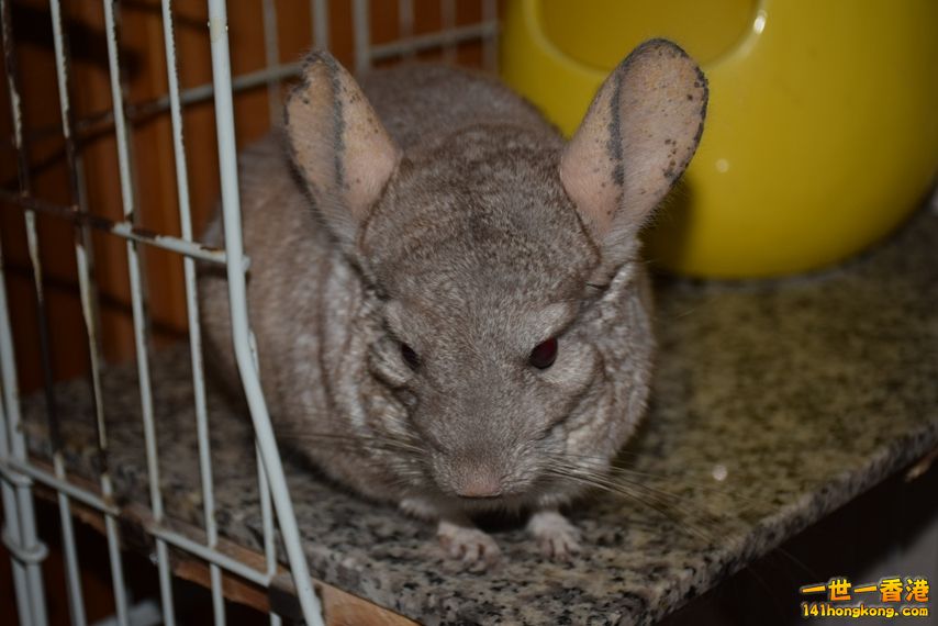 DSC_0096.JPG