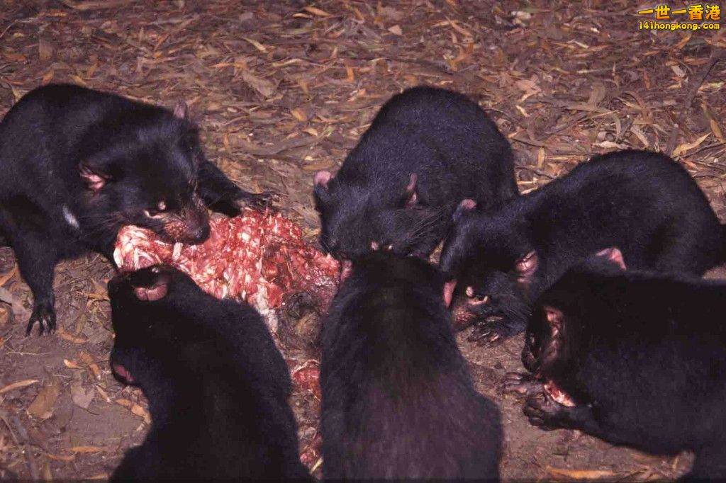 Tasmanian Devil6.jpg