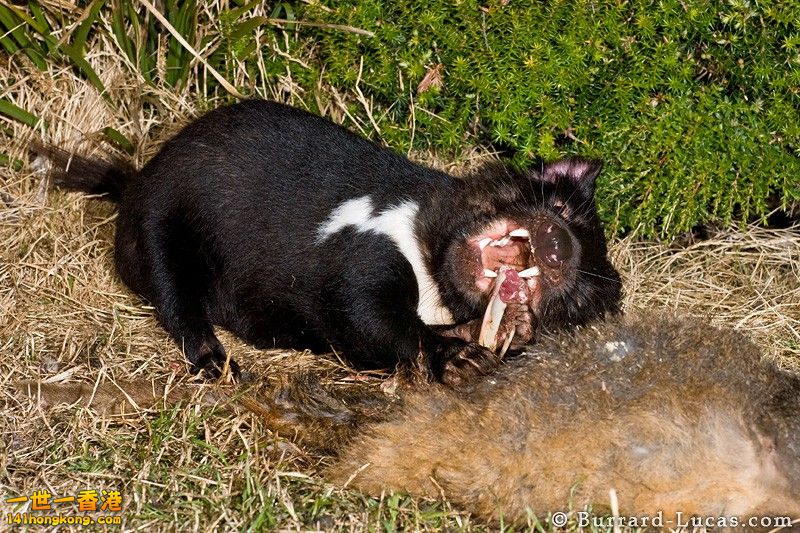 Tasmanian Devil10.jpg