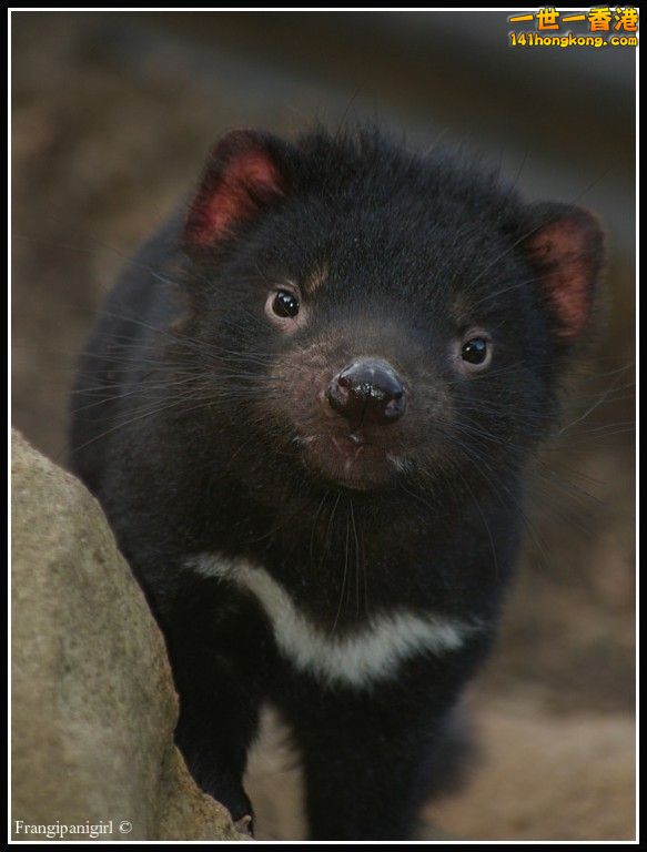 Tasmanian Devil11.jpg
